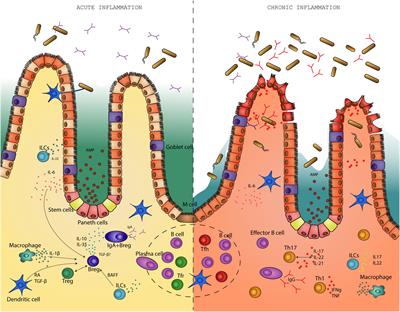 The yin and yang of B cells in a constant state of battle: intestinal inflammation and inflammatory bowel disease